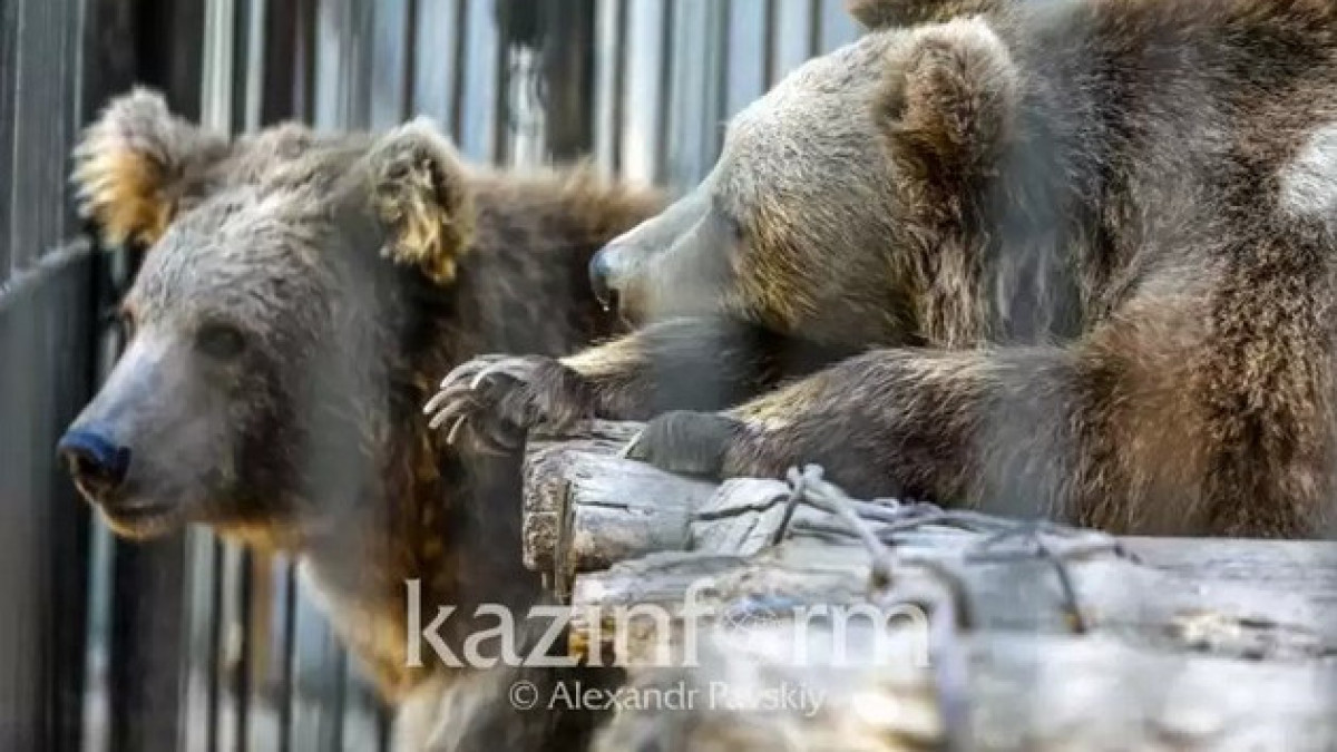 Медведь напал на мужчину в СКО