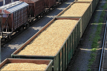 Фотография к новости: В Павлодарской области продали российскую пшеницу под видом казахстанской