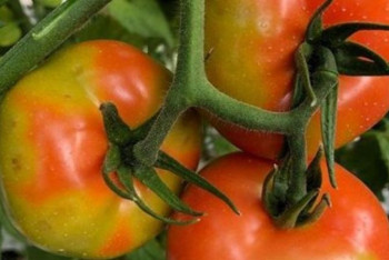 Поставку зараженных томатов из Казахстана в Россию прокомментировали в Минсельхозе