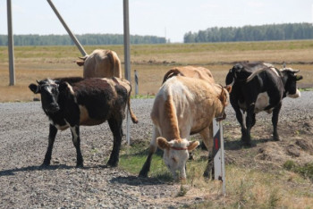 Фотография к новости: Массовый падёж скота в Павлодарской области: названа причина