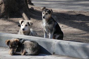 Фотография к новости: В России приняли закон, который снимает запрет на убийство бездомных животных
