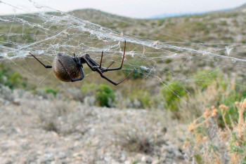 Фотография к новости: Смертельно опасные пауки в Баянауле: ученые провели исследования