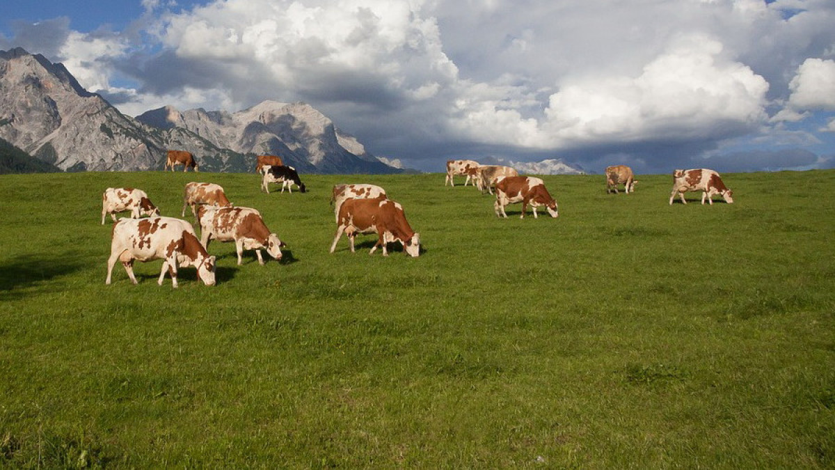 В Жамбылской области потребность в пастбищах снизилась с 683 тысяч до 164 тысяч гектаров