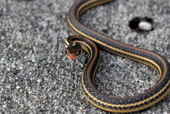 Фотография к новости: Ядовитая змея укусила девочку в Костанайской области