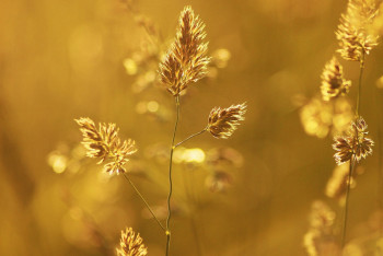 Фотография к новости: Июль стал самым жарким месяцем в истории наблюдений