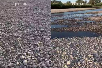 Фотография к новости: Жители ВКО забили тревогу из-за "пересохшего" Иртыша