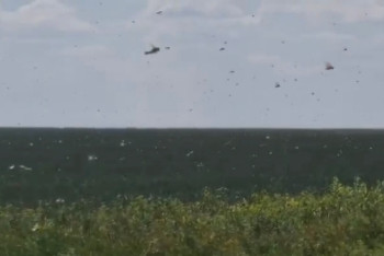 Фотография к новости: Стая саранчи появилась на полях одного из хозяйств в Костанайской области