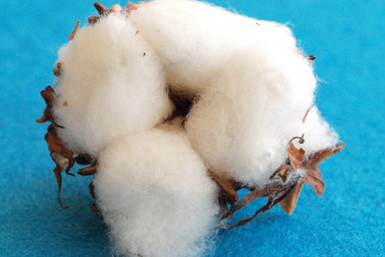 Фотография к новости: Китайские инвесторы намерены выращивать хлопок в Туркестанской области