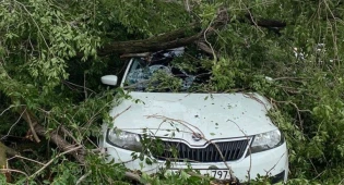В Уральске дерево упало на автомобиль с водителем