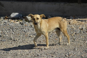 Фотография к новости: Службы отлова собак обяжут проводить видео- или фотофиксацию