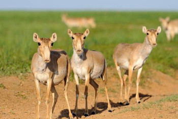 Фотография к новости: Сайгаки вытоптали пастбища в ЗКО, ущерб составил почти 8 млрд тенге