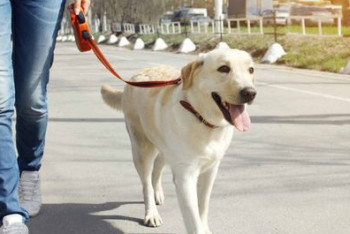 Сельчанин в Павлодарской области тащил собаку за авто: появились  подробности скандального видео