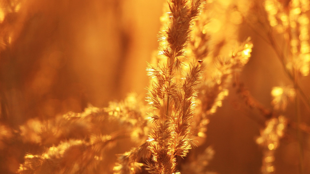 pixabay.com / иллюстративное фото