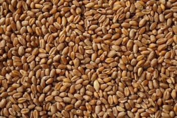 Осужден иностранец, который выдавал зерно из России за казахстанское