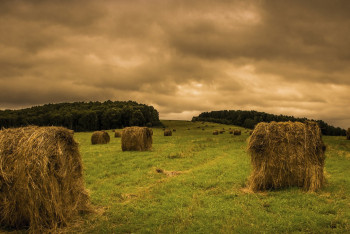 Фотография к новости: В Минсельхозе не прогнозируют острого дефицита кормов из-за засухи