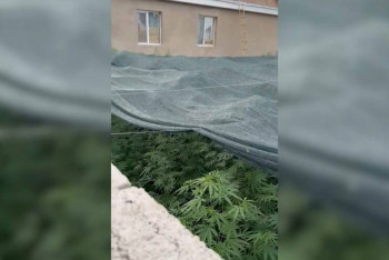 Фотография к новости: Беспилотник обнаружил плантацию конопли в Жамбылской области