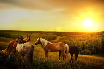 Фотография к новости: На слух о массовом отравлении лошадей в области Абай отреагировали в акимате