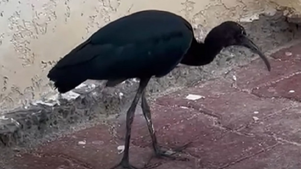 Краснокнижную птицу сняли на видео близ Актау