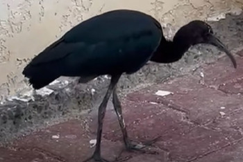 Фотография к новости: Краснокнижную птицу сняли на видео близ Актау