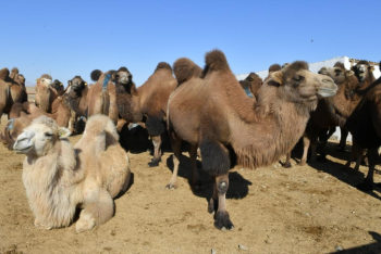 Фотография к новости: Падёж верблюдов в Казахстане уменьшился на 16% за полгода