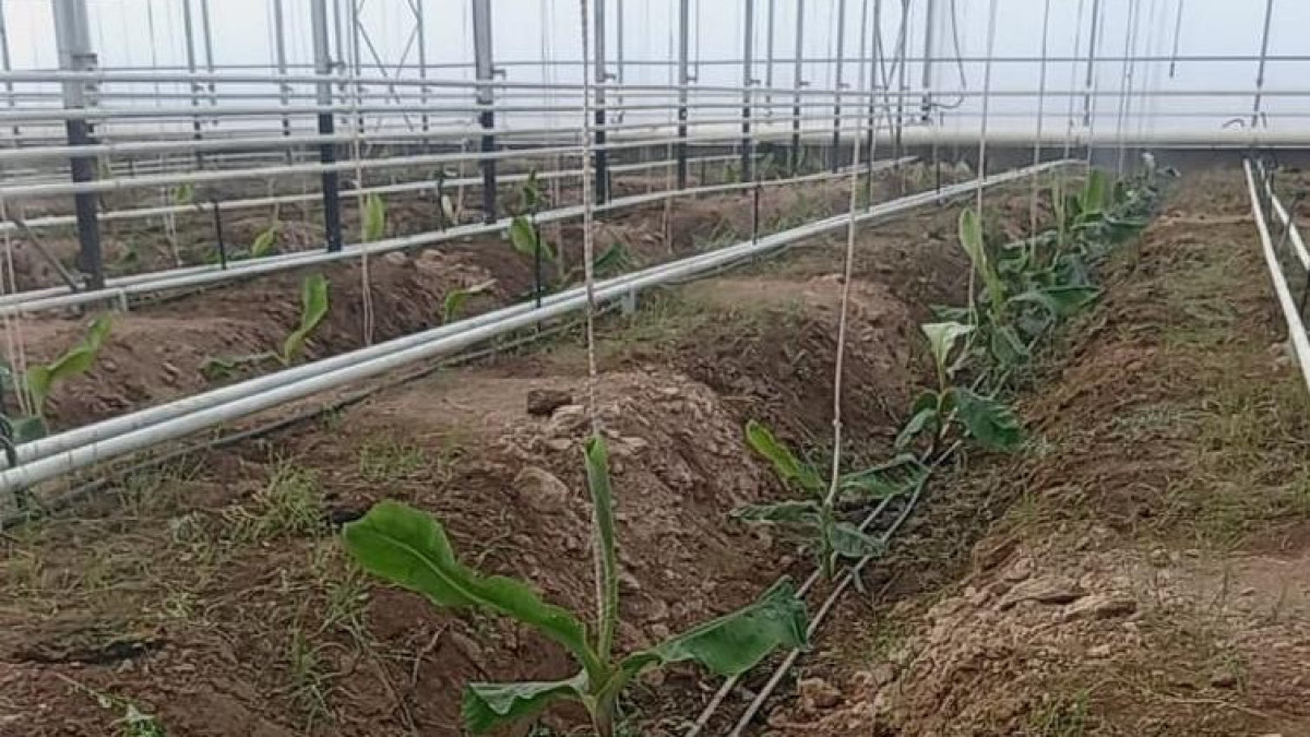 Бананы в промышленных масштабах начнут выращивать в Туркестанской области