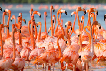 Фотография к новости: Стая розового фламинго прилетела на озеро Большой Талдыколь