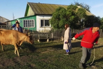 Фотография к новости: Вспышку бруцеллёза зафиксировали на севере Казахстана