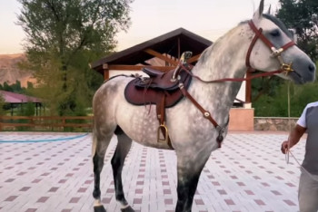 Фотография к новости: Садыр Жапаров подарил жеребца казахскому поэту