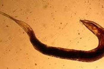 Фотография к новости: Учёные вылечили диабет второго типа глистами