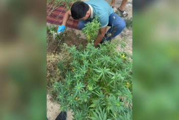 Фотография к новости: Марихуану для личного пользования выращивал пенсионер в Мангистауской области