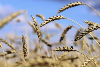 2,4 миллиона гектаров зерновых и зернобобовых культур убрано в Казахстане