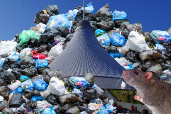 Фотография к новости: Мусорный "апокалипсис" в Астане: полчища крыс атаковали дворы, горожане ищут виновных