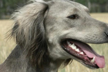 Фотография к новости: Казахская тазы стала победителем чемпионата мира в Швейцарии