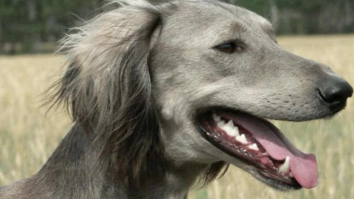 facebook.com/astanavetservice01