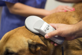 Фотография к новости: "После прививки перестала есть": опасно ли чипирование для питомца?