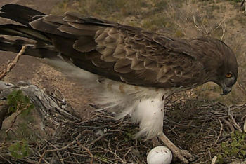 Фотография к новости: Редчайшую краснокнижную птицу сняли на видео в нацпарке Казахстана