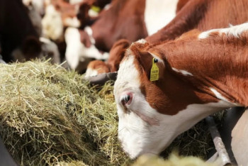 Фотография к новости: Вспышка сибирской язвы в Акмолинской области: 12 человек госпитализированы