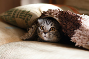 Фотография к новости: Чипирование домашних животных: минэкологии ответила на волнующие вопросы