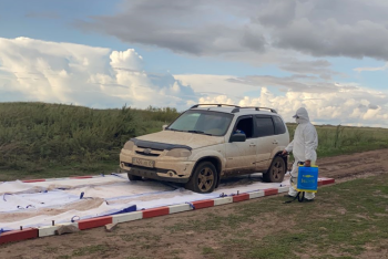 Слух об очагах сибирской язвы в Косшы прокомментировали в Минсельхозе