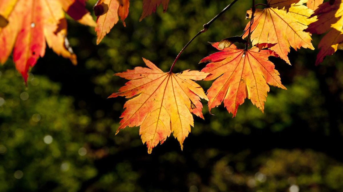 pixabay.com / иллюстративное фото