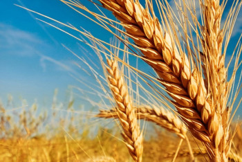 Фотография к новости: Казахстан нарастил экспорт продукции АПК