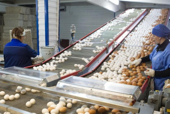 Фотография к новости: В Казахстане оштрафовали две птицефабрики на 9,2 млн тенге