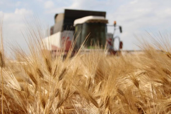 Фотография к новости: Зерно может сгнить: аграрии Костанайской области просят объявить ЧС