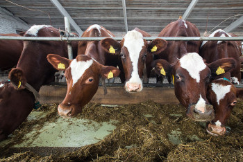 Фотография к новости: Сибирская язва в  Акмолинской области: число зараженных увеличилось