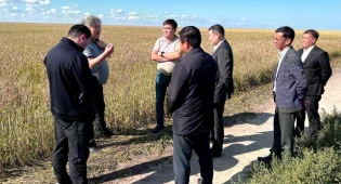 Дожди заливают урожай: какую помощь окажут фермерам Костанайской области