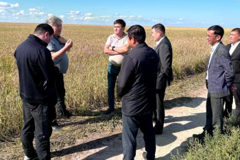 Дожди заливают урожай: какую помощь окажут фермерам Костанайской области