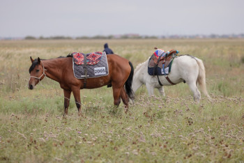 Команда из Северного Казахстана выбыла из конного марафона "Ұлы дала жорығы"