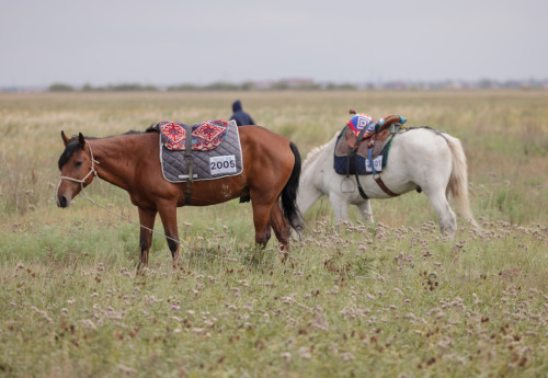 Фотография к новости: Команда из Северного Казахстана выбыла из конного марафона "Ұлы дала жорығы"