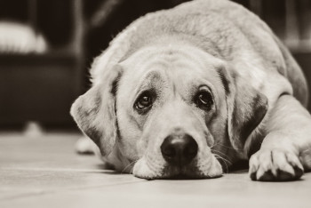 Фотография к новости: Неизвестные надругались над собакой в Рудном: полиция ищет зоофила