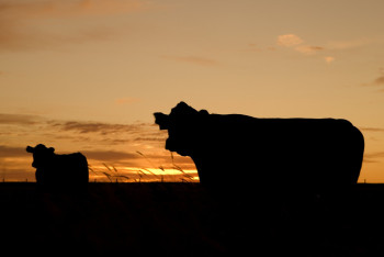 Вспышка бруцеллёза в Карагандинской области: есть заболевшие среди людей